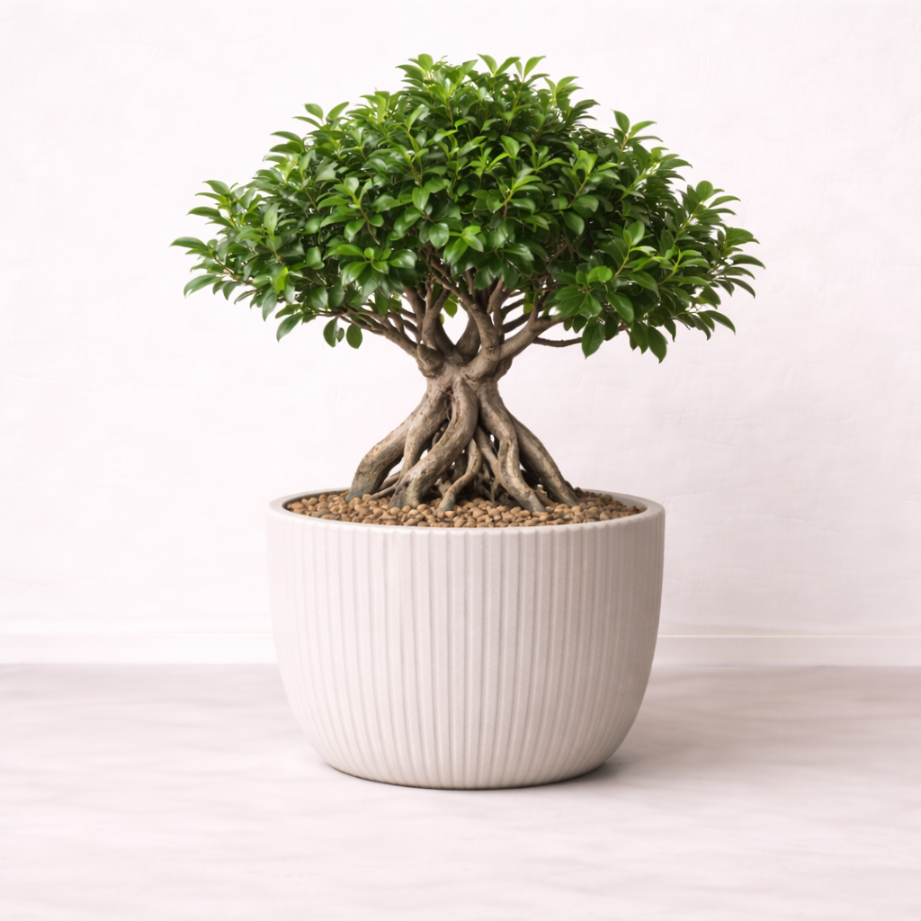 ไทรจินเส็งทรงบอนไซ