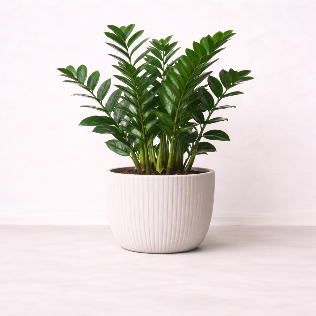 กวักมรกตกอใหญ่ใบมัน