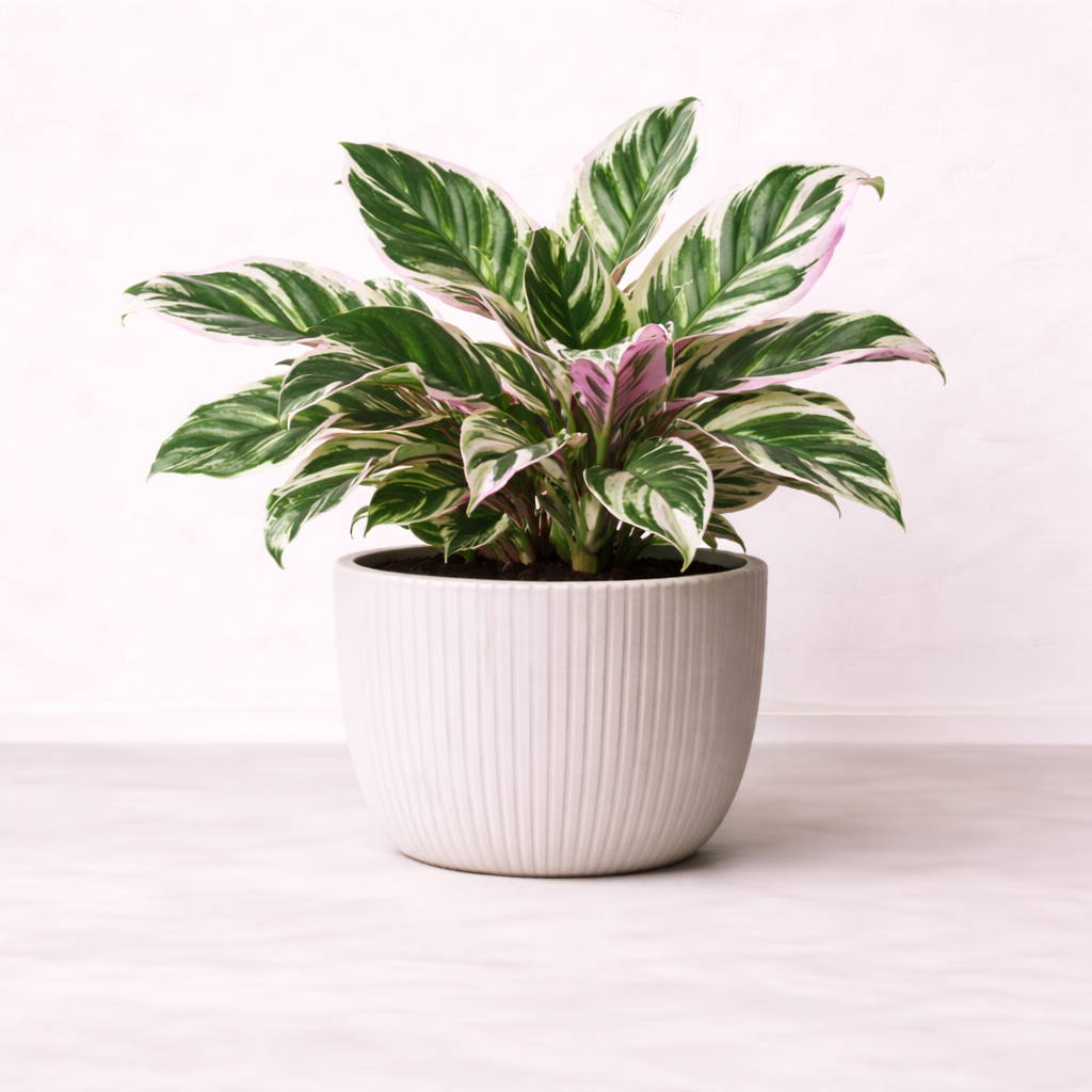 สโตรแมนทีไตรสตาร์ใบด่างชมพู