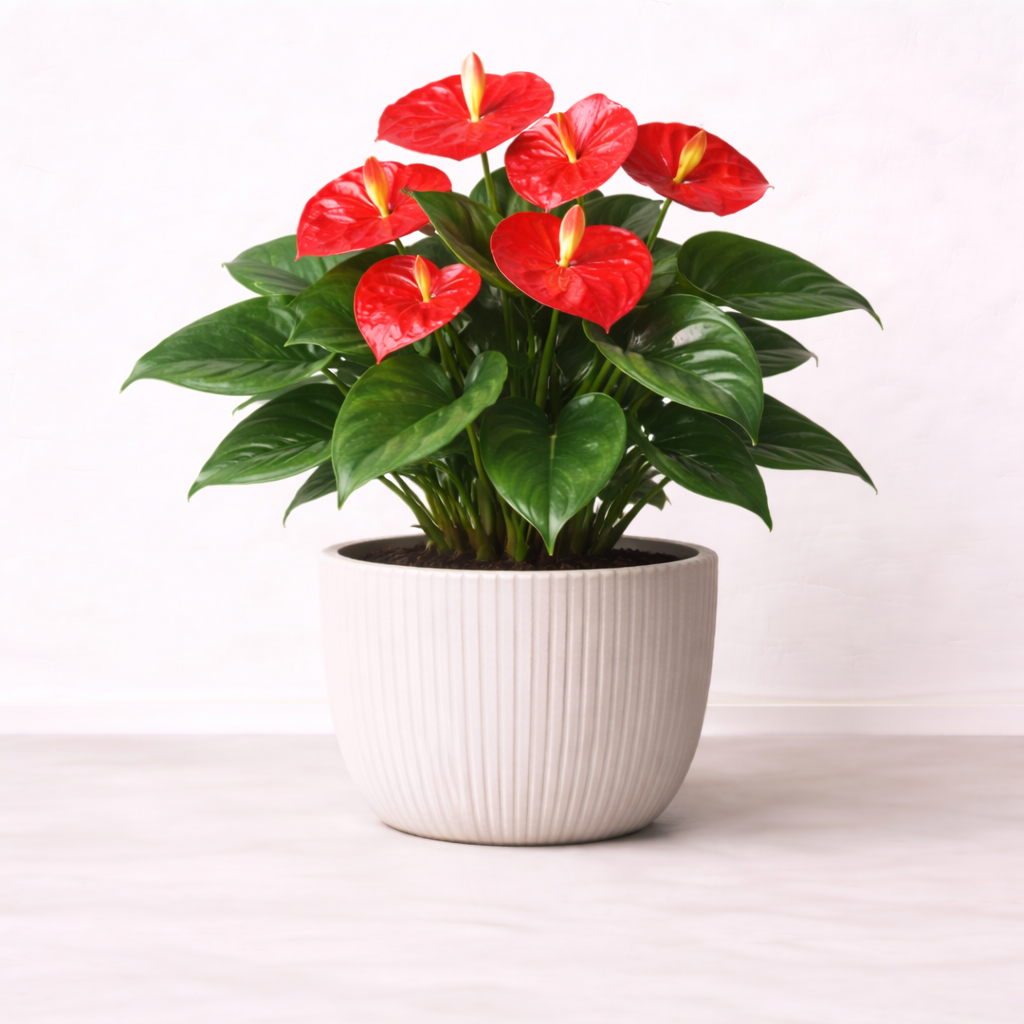 หน้าวัวดอกแดง