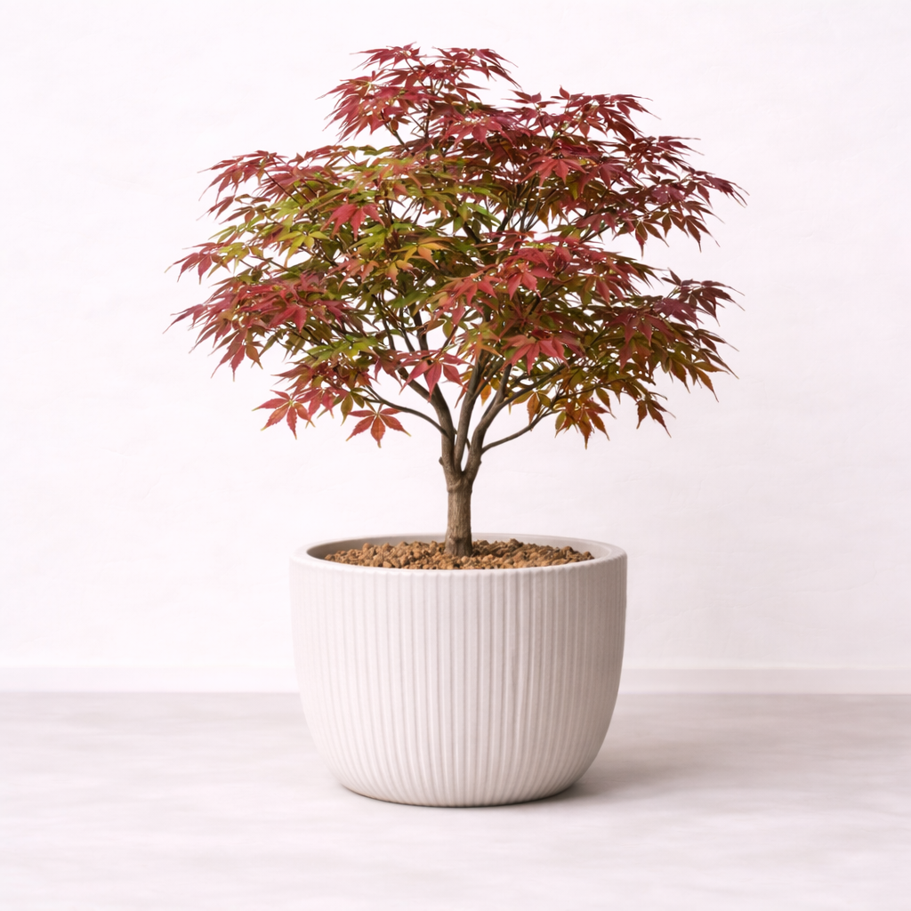 เมเปิลญี่ปุ่นใบแฉกสีแดง