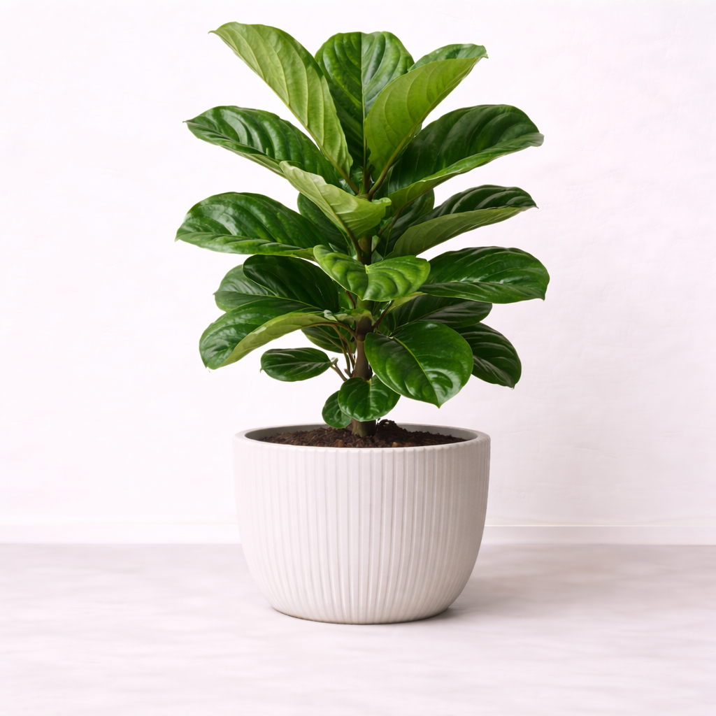 ฟิคัสใบใหญ่ทรงพุ่มแน่น