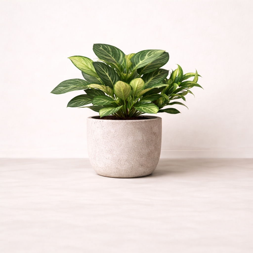 อโกลนีมาด่างเขียวครีม