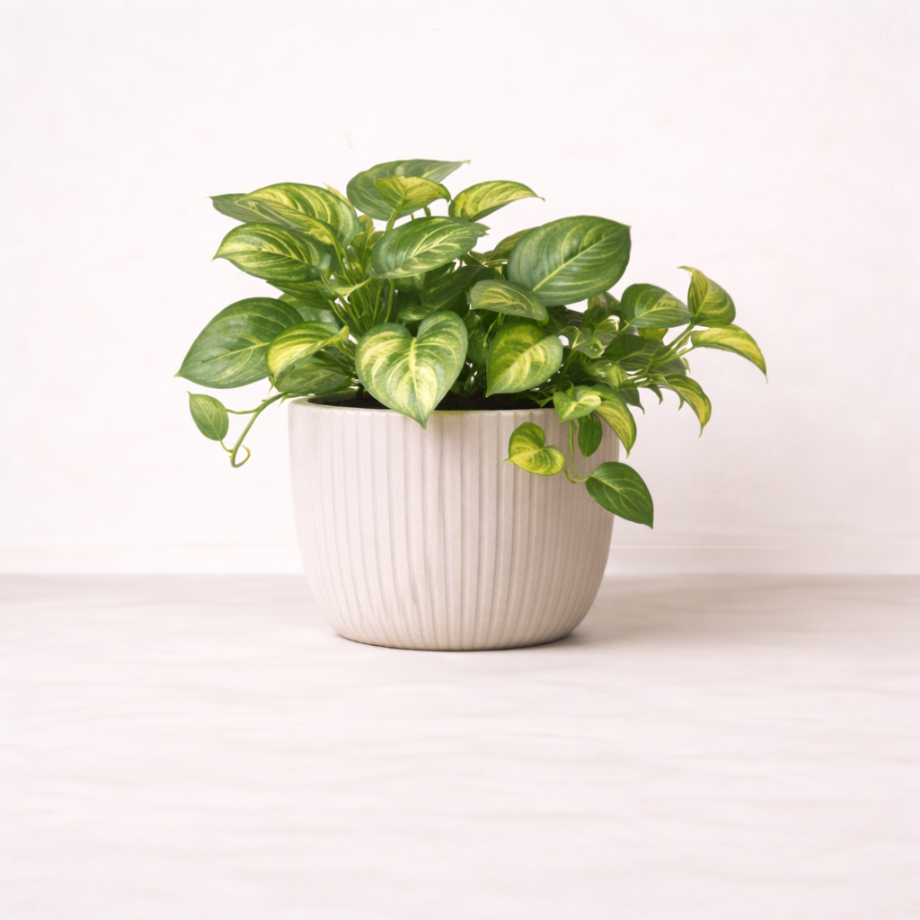 พลูด่างใบหัวใจลายเขียวเหลือง